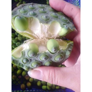 เม็ดบัวอ่อน/แก่ สด กก.ละ90บาท ปลูกธรรมชาติ