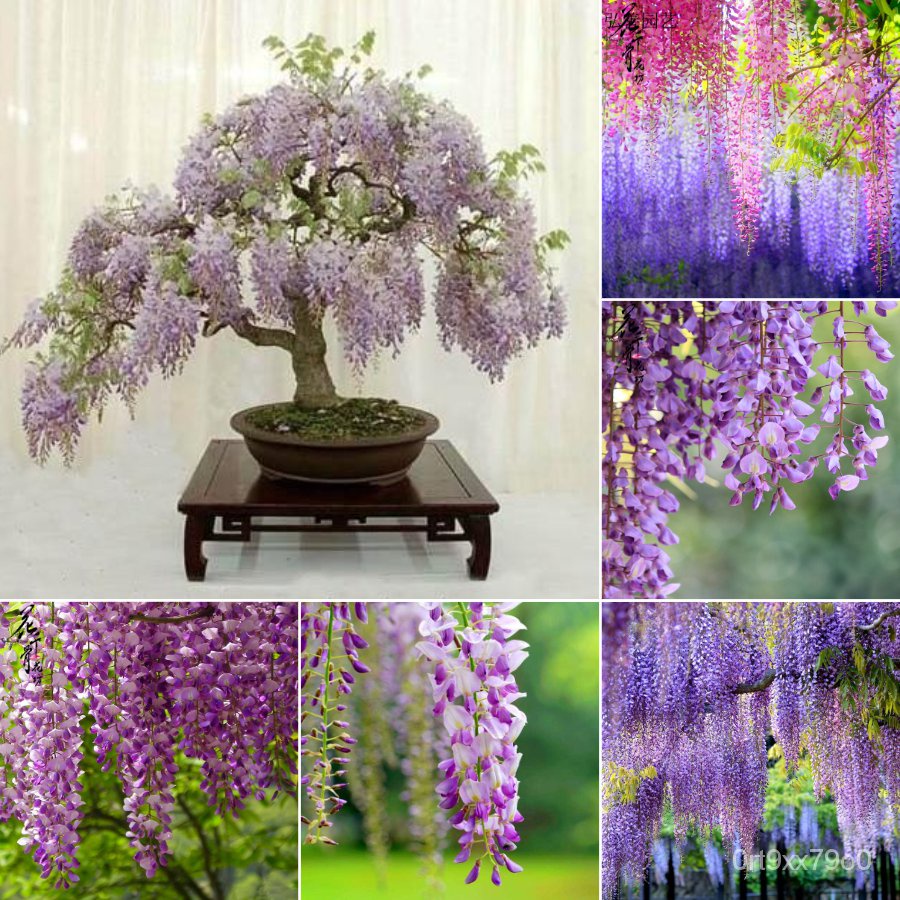 My Image 12