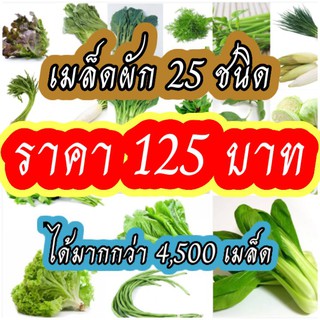 ชุดใหญ่ เมล็ดผัก25ชนิด เมล็ดผักสวนครัว