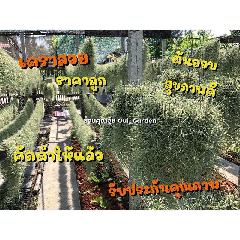 เคราฤาษี ใส่มงกุฎห่วง6และ10นิ้ว พร้อมลวดแขวน ยาว40-50 ซม. คัดดำ เคราสวยสุขภาพดี ราคา ถูกที่สุด ดีลบีเคเค แกลเลอรีภาพที่ 8