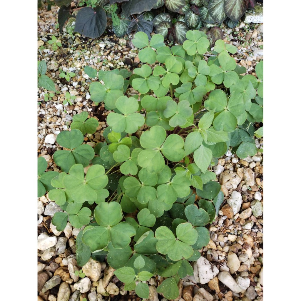 ต้นโคลเวอร์ Leaf Clover ต้นClover