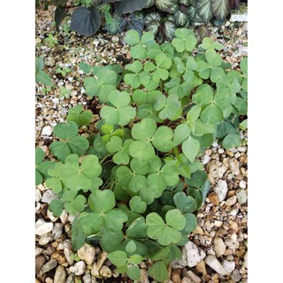 ต้นโคลเวอร์ Leaf Clover