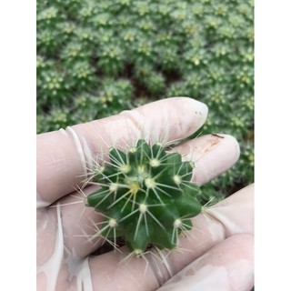 ถังทอง2-5 cm. ไม้เพาะเมล็ด#ไม้ไทย#แคคตัสราคาถูก# แคคตัสถังทอง (Golden barrel cactus)# กระบองเพชร # พืชทนแล้ง # ต้นไม้