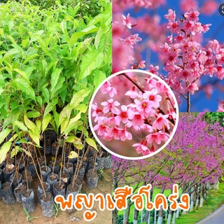 ต้นพญาเสือโคร่ง☘ซากุระเมืองไทย สูง40-60ซม.(รับประกันสินค้าชำรุด)