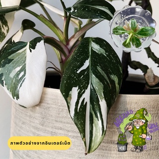 ไวท์ปริ้นเซสไม้เนื้อเยื้อ  ลายนางฟ้า Philodendron White Princess