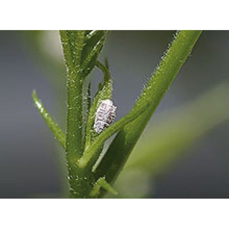 เชื้อราบิวเวอร์เรีย500กรัม - รูปที่ 3