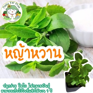 เมล็ดพันธุ์ หญ้าหวาน 50 เมล็ด Stevia Seeds เมล็ดพันธุ์แท้ นำเข้าจากต่างประเทศ ปลูกง่าย ผักสวนครัว พร้อมส่ง ขายดี ราคาถูก