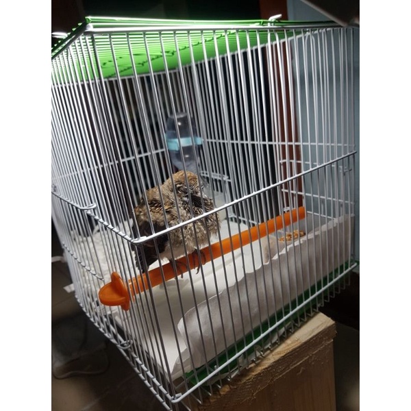 คอนนกพลาสติก ยาว21ซม. ใช้ยึดติดกรงสำหรับนก กระรอก ชูการ์ไกลเดอร์ - รูปที่ 7