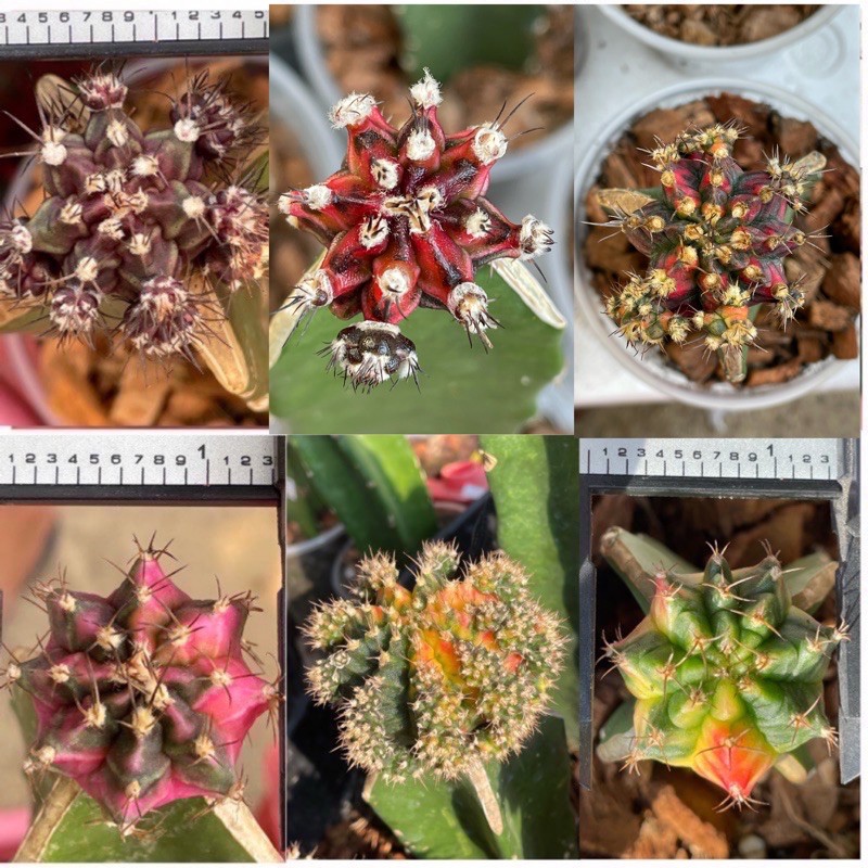 ไม้กราฟ ไม้บ้านสะสม ยิมโนด่าง PDM คิงคอง T3115  รีบูเทีย สวยๆไซร์แม่พันธุ์ 🥰🤤 #คิงคอง #PDM