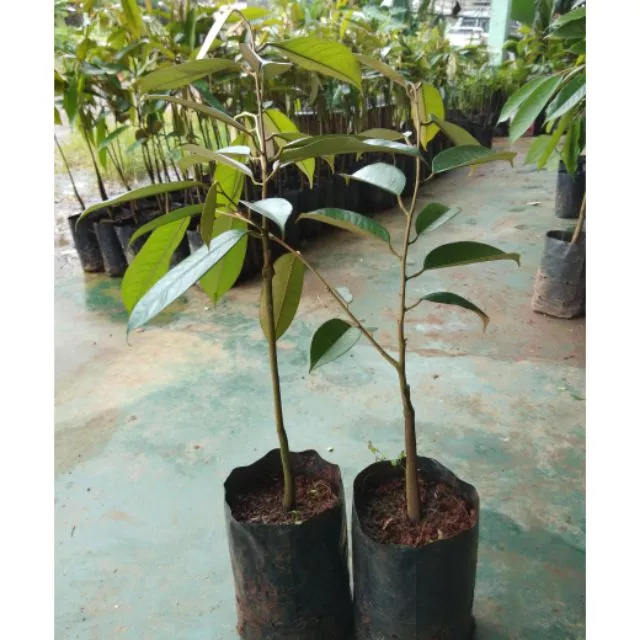 ้ต้นทุเรียนหมอนทองโล๊ะแปลงลดราคาเหลือ39 บาท ส่งขั้นต่ำ2ต้น