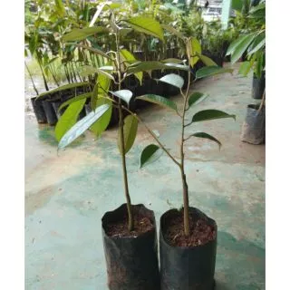 ้ต้นทุเรียนหมอนทองโล๊ะแปลงลดราคาเหลือ39 บาท ส่งขั้นต่ำ2ต้น