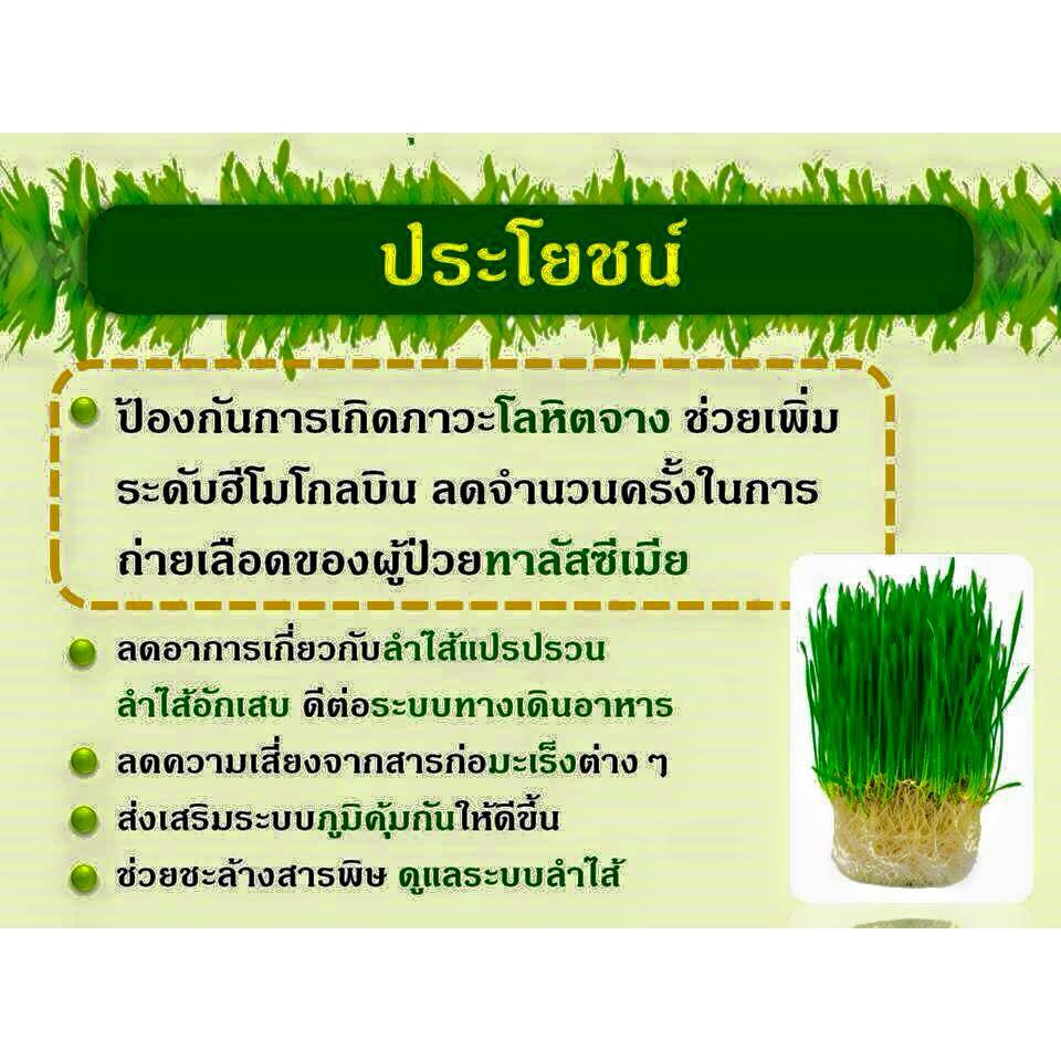 วีทกราส ภาวะโลหิตจาง ธาลัสซีเมีย ต้นอ่อนข้าวสาลี ใบอ่อนข้าวสาลี มีวิตามิน เอนไซม์ มีฤทธิ์เป็นสารต้านอนุมูลอิสระ