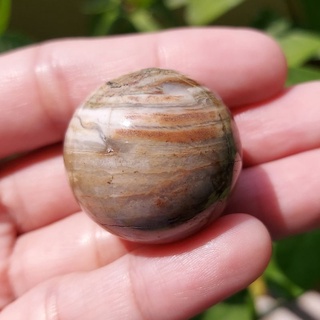 ไม้กลายเป็นหินทรงกลม (Petrified wood)