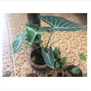 Alocasia candelabra จัดส่งเป็นต้นขุดสดๆๆตัดใบรอด 1000000%