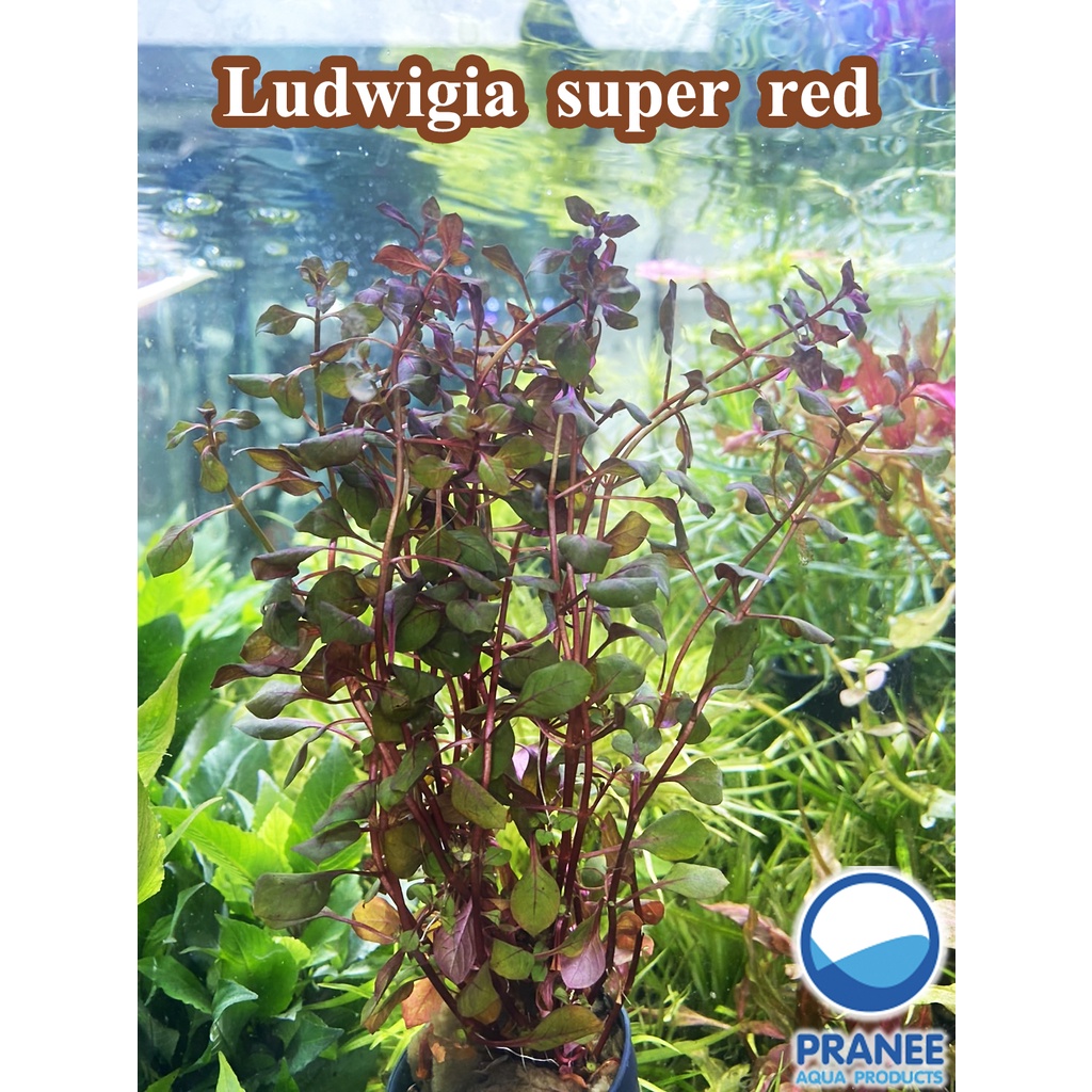 Ludwigia super red (ลัดวิเจีย ซูเปอร์เรด) พร้อมปลูกต้นไม้น้ำ *กรุณาอ่านก่อนสั่งซื้อ* ราคา ถูกที่สุด ดีลบีเคเค แกลเลอรีภาพที่ 3