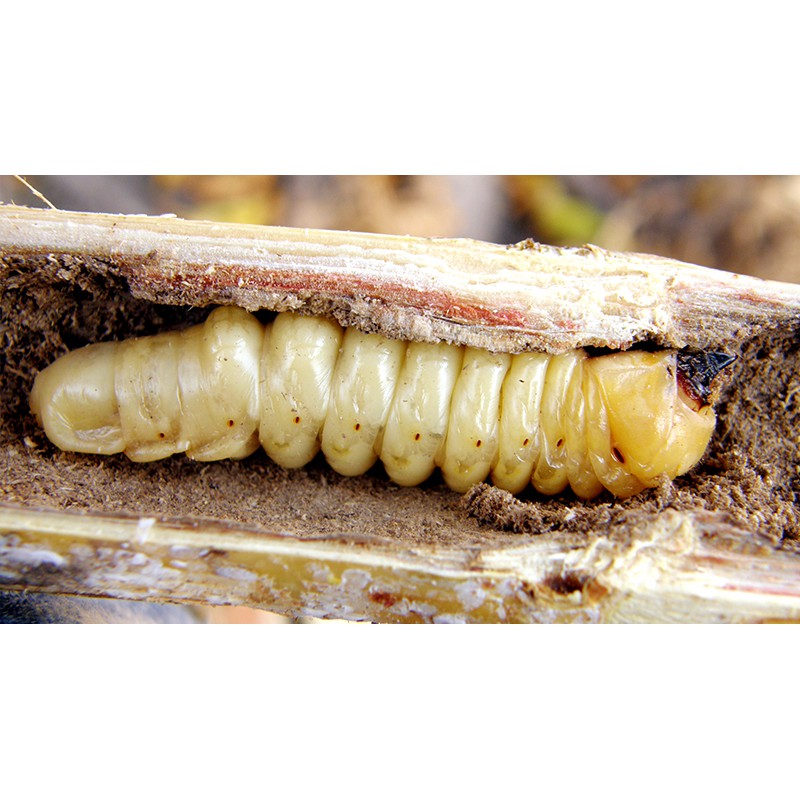 รูปภาพ 8