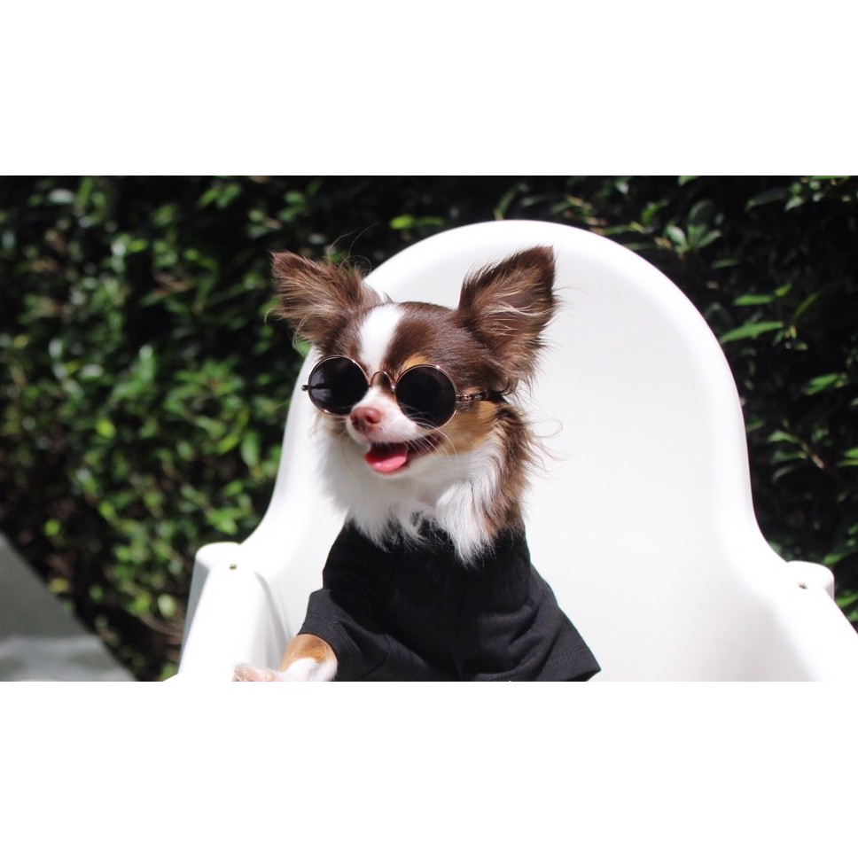 แว่นหมา แว่นแมว แว่นตากันแดดสัตว์เลี้ยง ทรงกลม เหมาะกับ หมาแมว กระต่าย ขนาดเล็ก มีสายรัดให้ฟรี