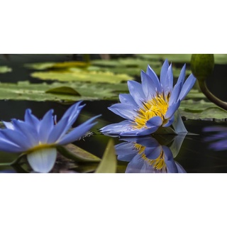 10 เมล็ด เมล็ดบัว สีน้ำเงิน นำเข้า บัวนอก สายพันธุ์เมล็ดบัว Waterlily Nymphaea Seeds