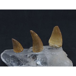 ฟอสซิล #โมซาซอรัส ส่วนฟัน🦋 Mosasaurus Beaugei (Teeth)