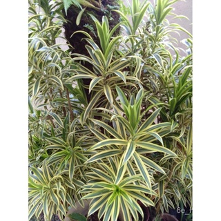 Song of India (Dracaena Reflexa) Live Plant / Plant Cutting Keratan Ready Stock玫瑰/裙子/通心菜/花园/母婴/木瓜/香菜/生菜/向日葵/园艺/ 6U70