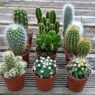 Cactus แคคตัส กระบองเพชร ราคาถูก