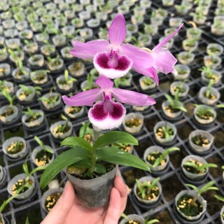 Dendrobium Pink Menter