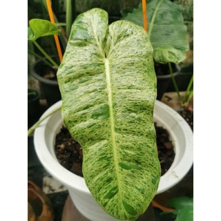 Philodendron Paraiso Verde ฟิโลเด​นด​รอน​ พา​ไร​โซ่​เ​วอ​เด้​