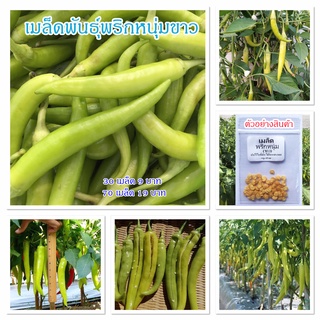 เมล็ดพันธุ์พริกหนุ่มขาว พริกทำน้ำพริกหนุ่ม บรรจุ 30-70 เมล็ด [10 แถม 1 คละได้]