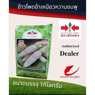 ข้าวโพดข้าวเหนียวเหนียวหวานชมพู 1000 เมล็ด 5000 เมล็ด #ราคาถูก #เหนียวหวานชมพู