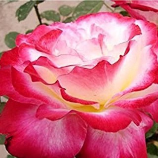 เมล็ดพันธุ์ กุหลาบ White Pink Rose Rose Seeds ดอกใหญ่ นำเข้าจากต่างประเทศ พร้อมคู่มือ เมล็ดสด ใหม 5  เมล็ด