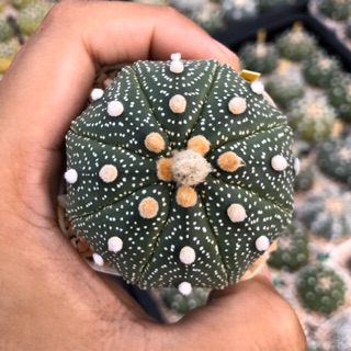 🔥🔥🔥Astrophytum asterias🌵แอสโตรทางนี้จ้าาา