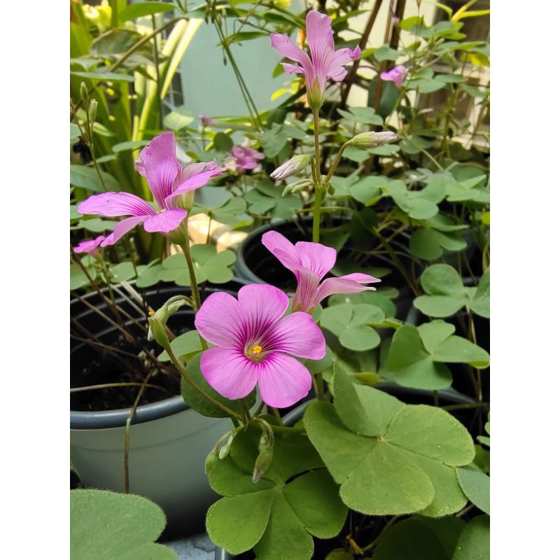 ขี้หมาญี่ปุ่น  (Oxalis articulata) กระถาง 4 นิ้ว