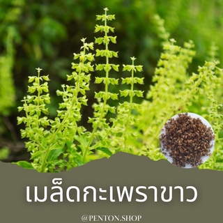 เมล็ดพันธุ์กะเพราขาว 15เมล็ด    🔺ขั้นต่ำ❗❗สินค้าภายในร้าน30บาทขึ้นไปค่ะ