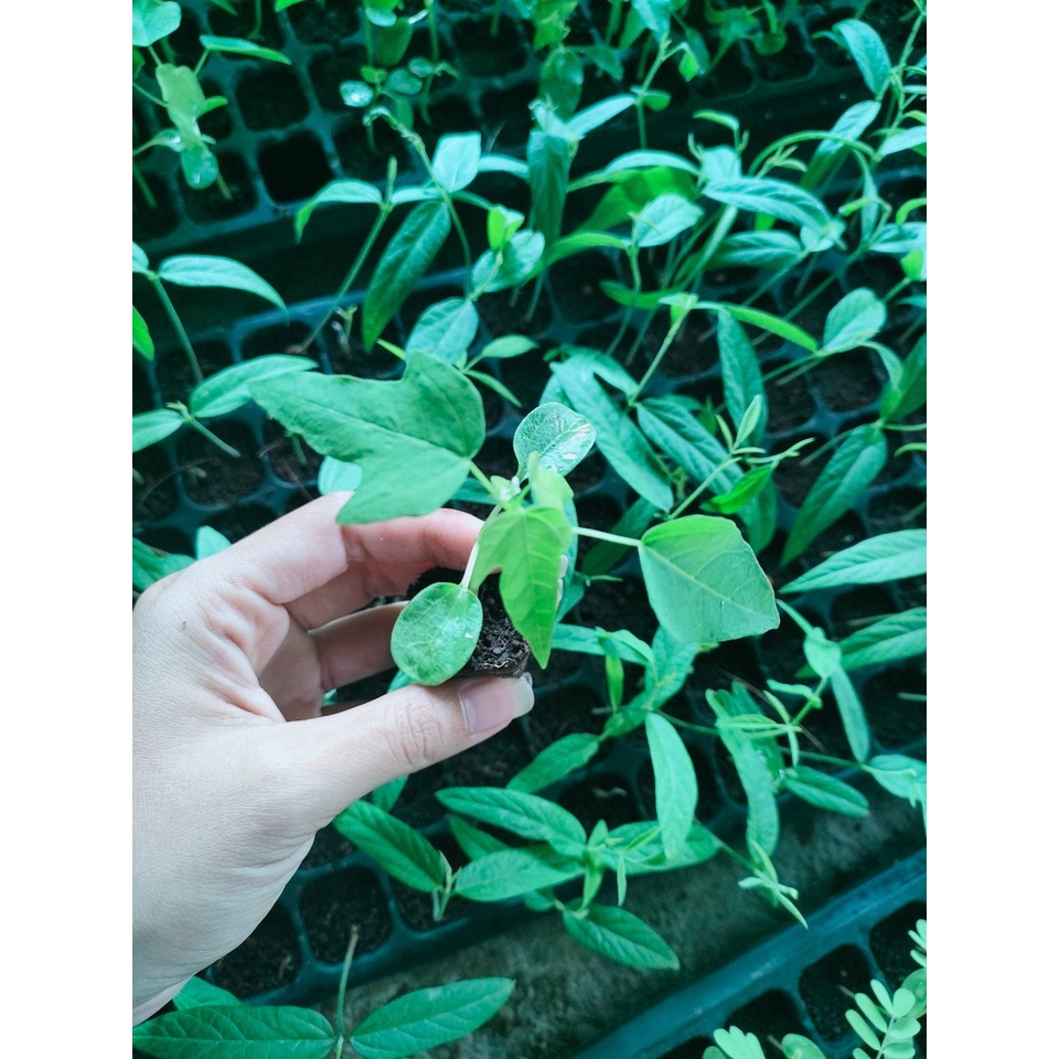 ต้นกล้า มะละกอโกโก้ พร้อมปลูก กล้าละ 15บาท เป็นพันธุ์โบราณหายาก ทานได้ทั้งดิบและสุก