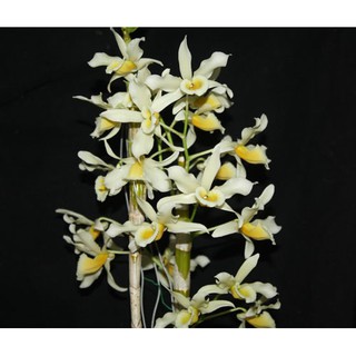 กล้วยไม้ เอื้องคำกิ่ว Dendrobium signatum ไซส์ใหญ่ กระถาง  4  นิ้ว