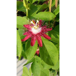 ต้นสร้อยฟ้า Passion Flower Passiflora × alato-caerulea Lindl. เป็นไม้เลื้อยดอกสีแดง ดอกสวยแปลก มีกลิ่นหอม