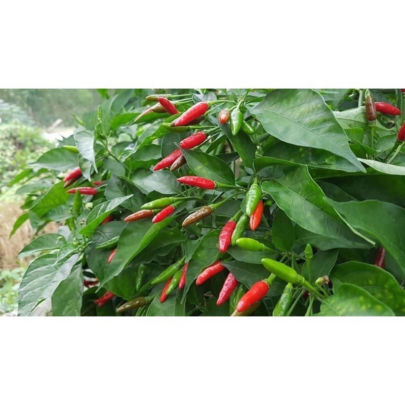 พริกขี้หนูสวน //📌ขั้นต่ำขอ2ต้นขึ้นไป คละกับผักอย่างอื่นได้ค่ะ