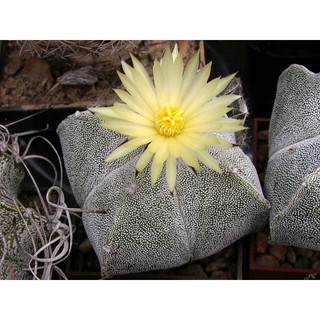 เมล็ดพันธุ์ Astrophytum myriostigma 50 เมล็ด แคคตัส กระบองเพชร Cactus