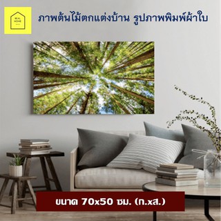 REAL HOME รูปติดผนัง ภาพธรรมชาติ ขนาด 70x50 ซม.(ก.xส.) ภาพติดผนัง รูปภาพพิมพ์ผ้าใบ View-Forest กรอบรูป กรอบลอย