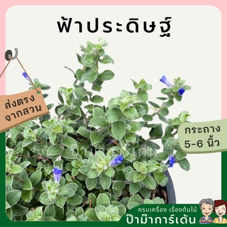 ต้นฟ้าประดิษฐ์ กระถาง 5-6 นิ้ว ไม้คลุมดิน ไม้แต่งสวน สวนสไตล์อังกฤษ ไม้แดด