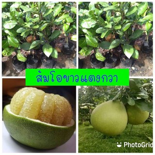 ต้นพันธุ์ส้มโอขาวแตงกวา กิ่งตอนชำลงถุง รากเดินดีแล้ว รากแน่น โตไว ต้นแข็งแรงพร้อมปลูก