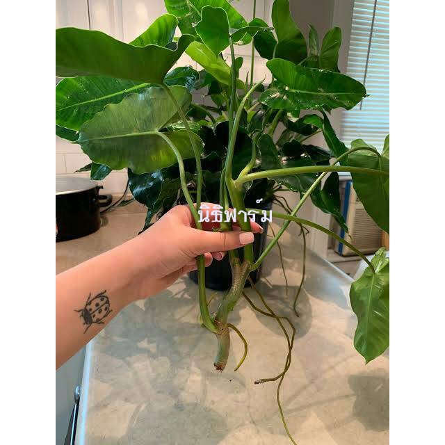 ฟิโลเดนดรอนเขียว หยกมรกต (Philodendron burle-marxii) ไม้ฟอกอากาศ ขายแบบห่อรากค่ะ