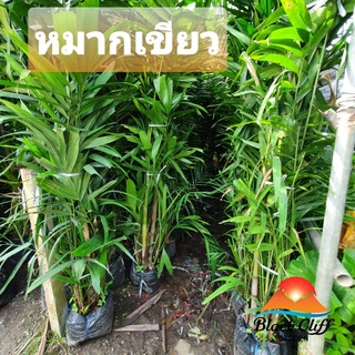 หมากเขียว blackcliigarden ไม้ประดับรั้ว ไม้แดด ไม้กลางแจ้ง ชอบน้ำมาก สูง 2 เมตร ติดต่อสวน
