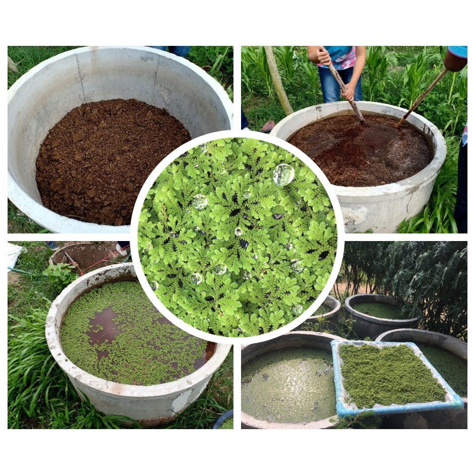 📢แหนแดง สายพันธุ์ อะซอลล่า ไมโครฟิลล่า (Azolla microphylla)   กรุณาเลือกการจัดส่งแบบด่วนนะคะ   อย่าเ