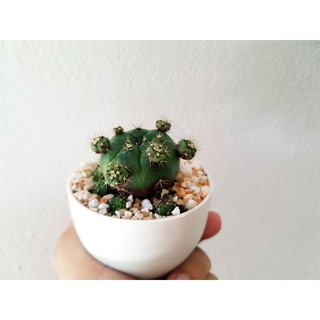 ยิมโนแม่ลูกดก Gymnocalycium damsii กระบองเพชร แคคตัส