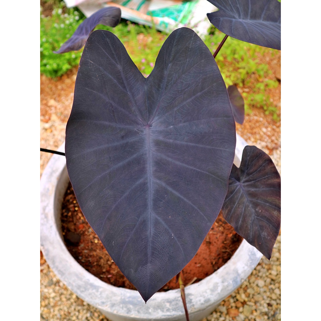 บอนดำ แบล็กเมจิค Colocasia black magic​ ขนาดกระถาง​ 5​ -​ 6​ นิ้ว​ ไม้ปลายไหลชำรากเดินดีทุกต้นค่ะ