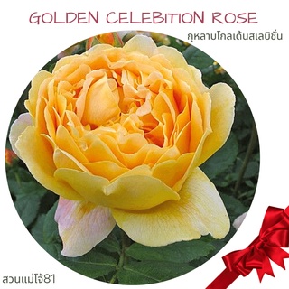 R3 Golden Celebition Rose โกลเด้นเซเรบิชั่น  กุหลาบ สัญชาติอังกฤษ ดอกทรงถ้วย เหลืองเข้ม หอมหวาน หอมแรง