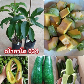 ต้นพันธุ์อโวคาโด 034(ต้นเสียบยอด)