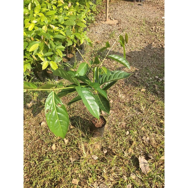 ต้นมันปู 🌱ผักทานใบ 🌟ออแกนิค ปลอดสาร