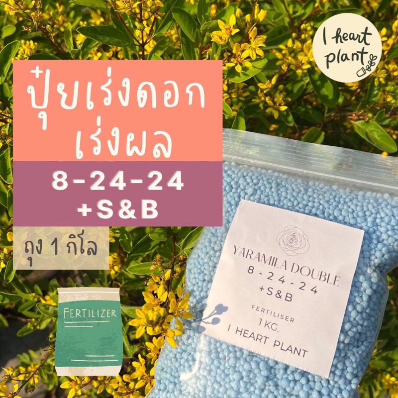 💖 ปุ๋ยเร่งดอก เร่งผล 8-24-24 👀 ค่าส่งถูก 1kg. | ปุ๋ยกุหลาบ ไม้ดอกไม้ผลและพืชทุกชนิด ยารามีร่า ดับเบิ้ล | YaraMila Double